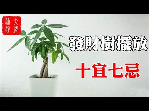 發財樹開花 風水|發財樹開花風水：招財的美麗象徵 – 植物盆栽綠寶典